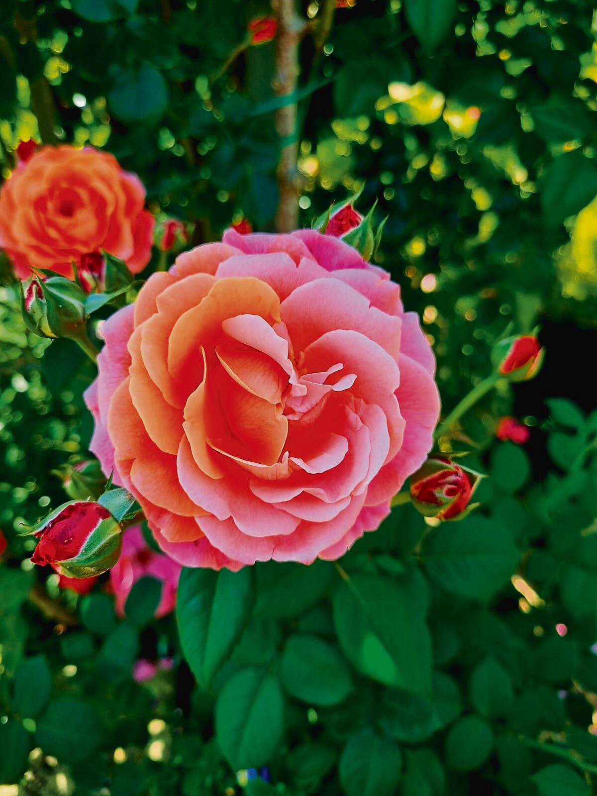 This beautiful rose can be seen in the garden.