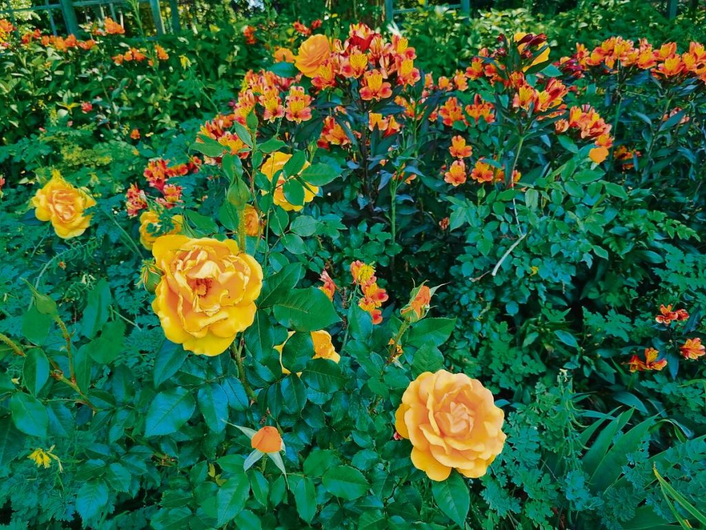 Roses of all colours are to be seen in the garden.