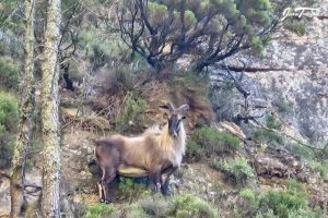 Rare Himalayan tahrs encounter thrills Table Mountain hikers