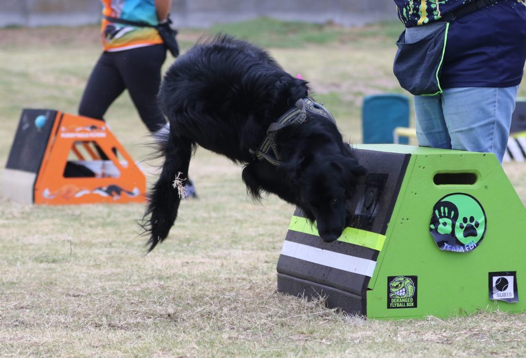 Kusa Classic Dog Sport Flyball