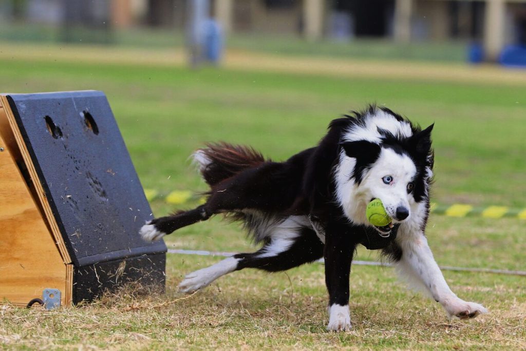 Flyball action
