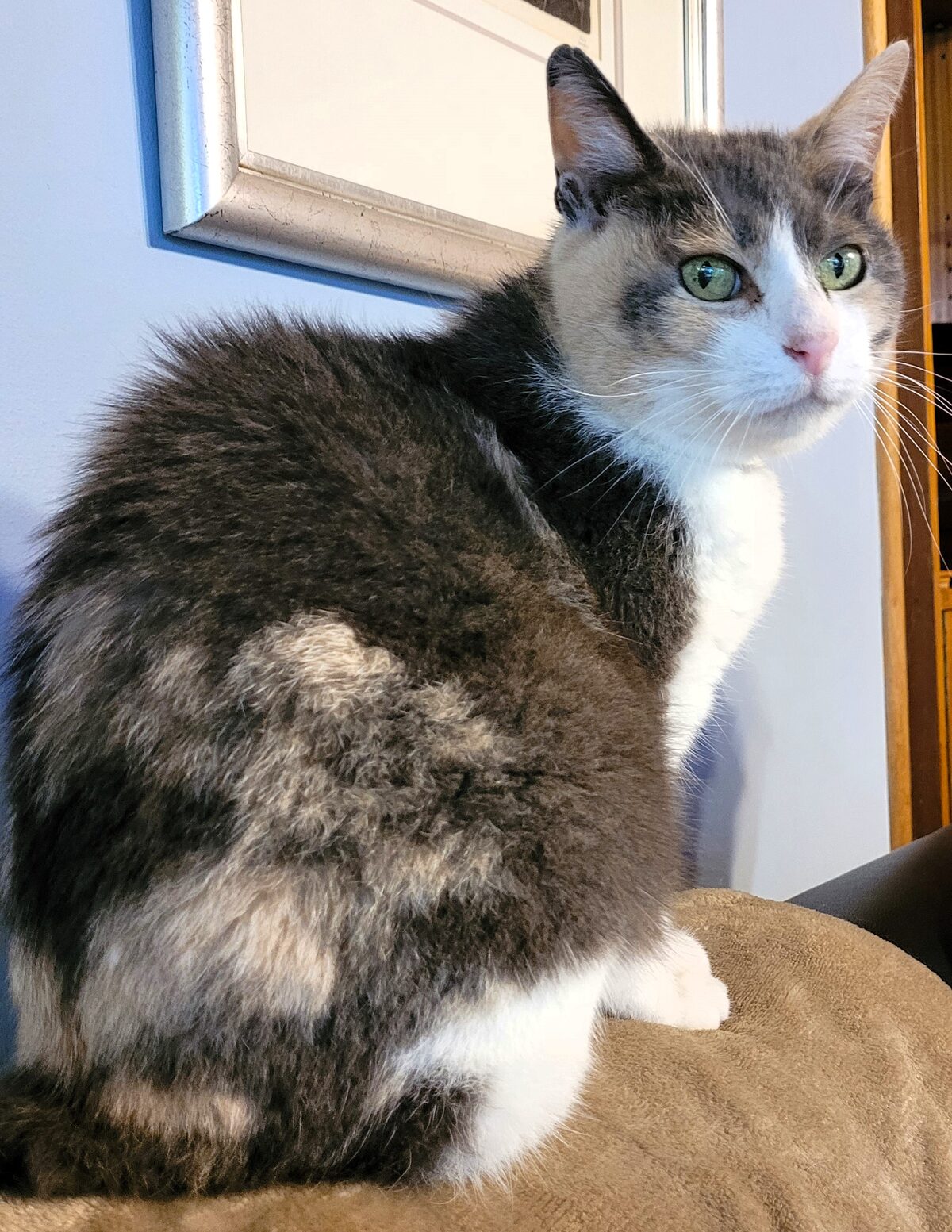 Grand Premier LesBeauxChats Rosemary, called Rosy at home and owned by Johan and Thea Lamprecht from Durbanville, is a 15-year-old Blue Calico Japanese Bobtail female. She is the last of her breed in South Africa.