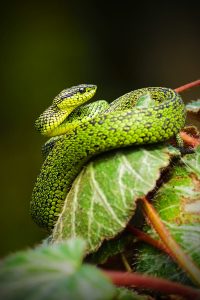 Snake anti-venom production resumes in South Africa