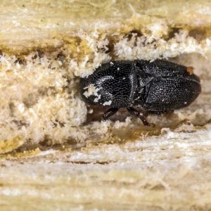 Information sessions to be hold on shothole borer beetle in various areas