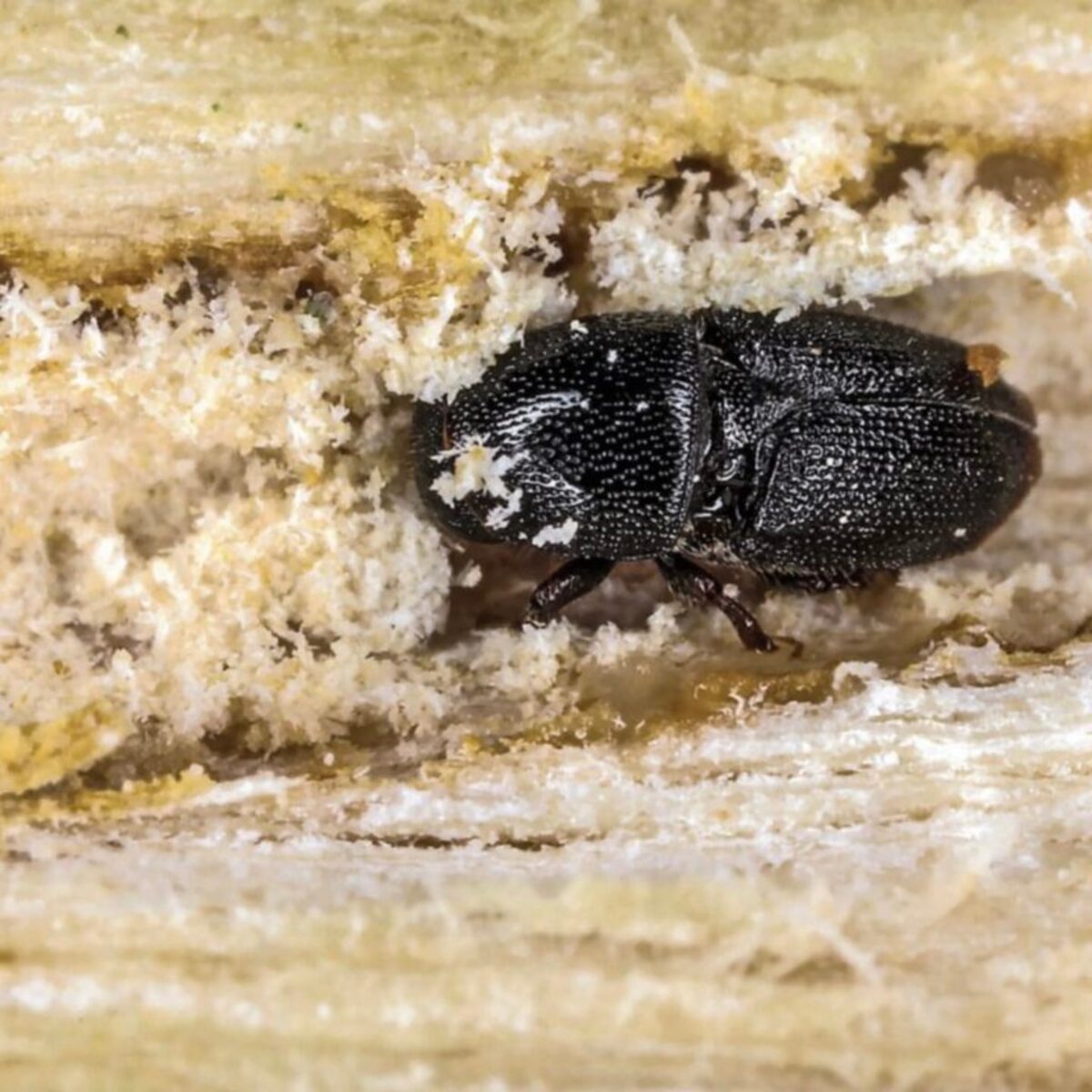 The Polyphagous Shot Hole Borer beetle is a serious threat.