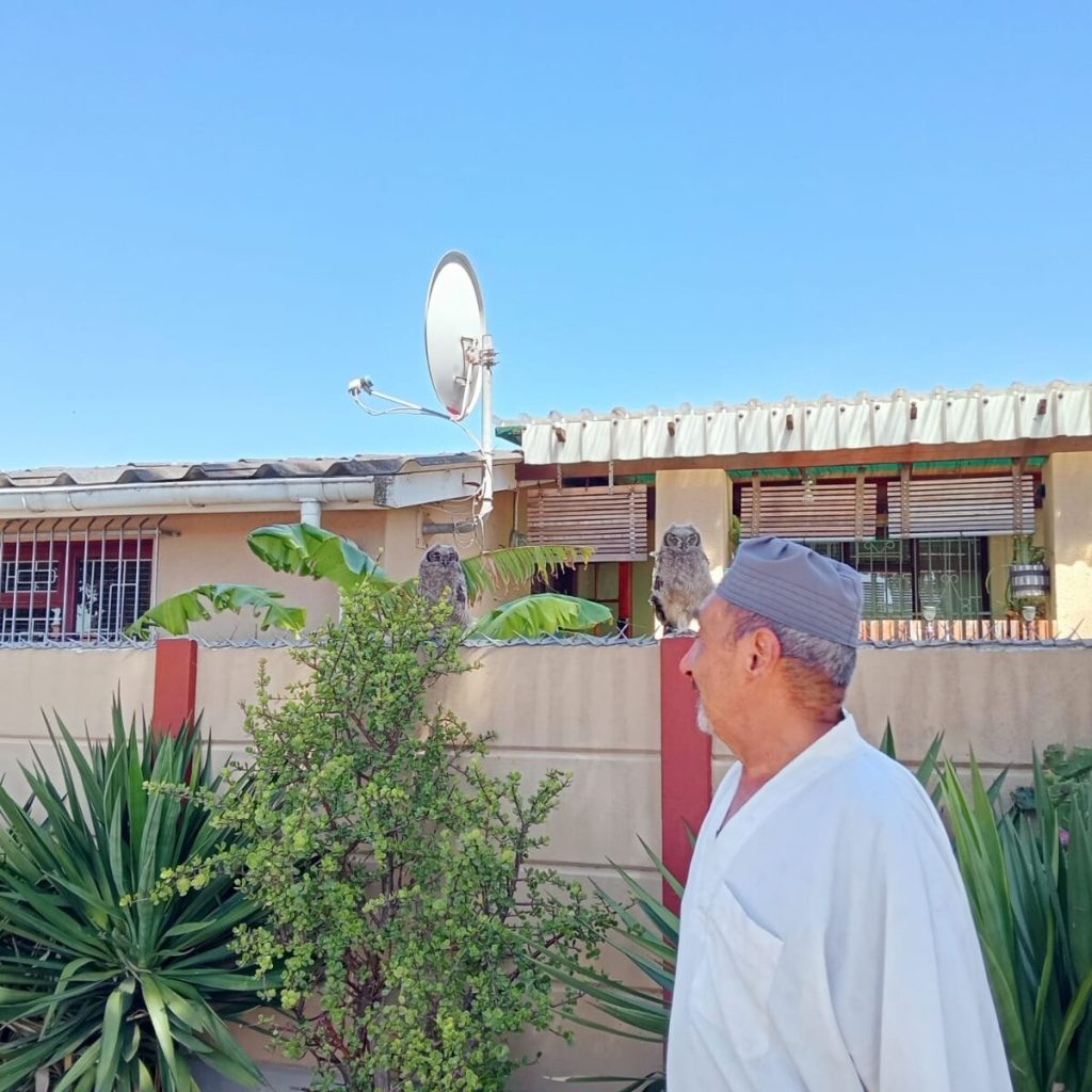 Sedick Holt keeps an eye on a juvenile spotted eagle-owl that nests in Woodlands and popped in for a visit.