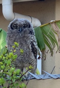 ‘Baby’ owls leave the nest to cosy up to neighbours in Woodlands