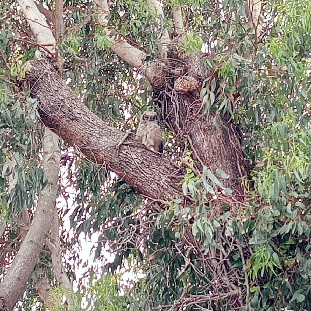 Mommy owl watches warily from the nest as her juveniles spread their wings.