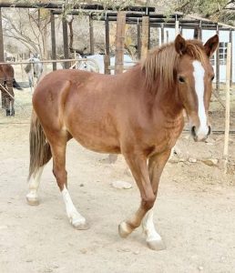 Karoo Donkey Sanctuary survives threat of closure
