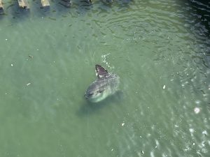 Two Oceans Aquarium rescues one-ton sunfish in Cape Town