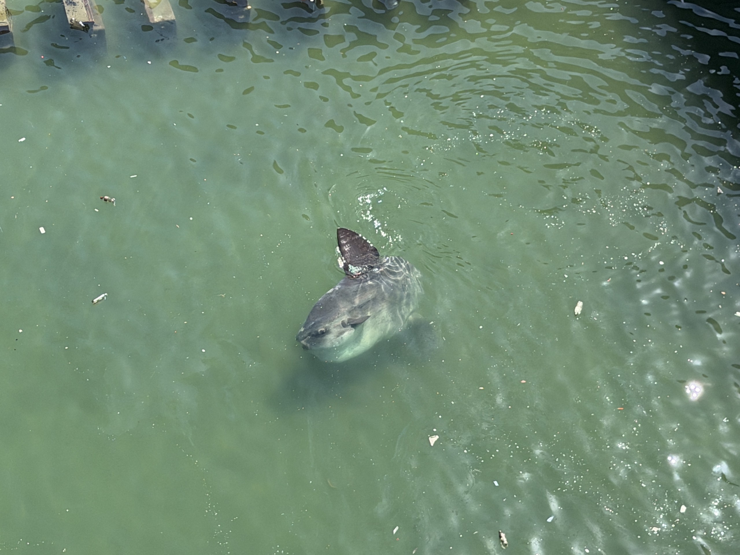 Two Oceans Aquarium rescues one-ton sunfish in Cape Town