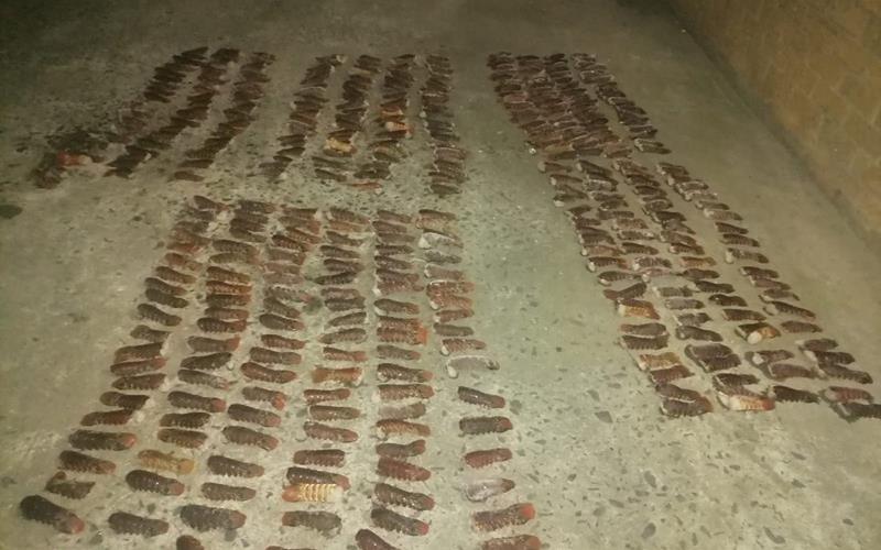 Endangered Rock Lobster tails were confiscated in Ravensmead.