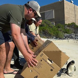 Sanccob calls for ongoing support as Bird Flu endangers African Penguins