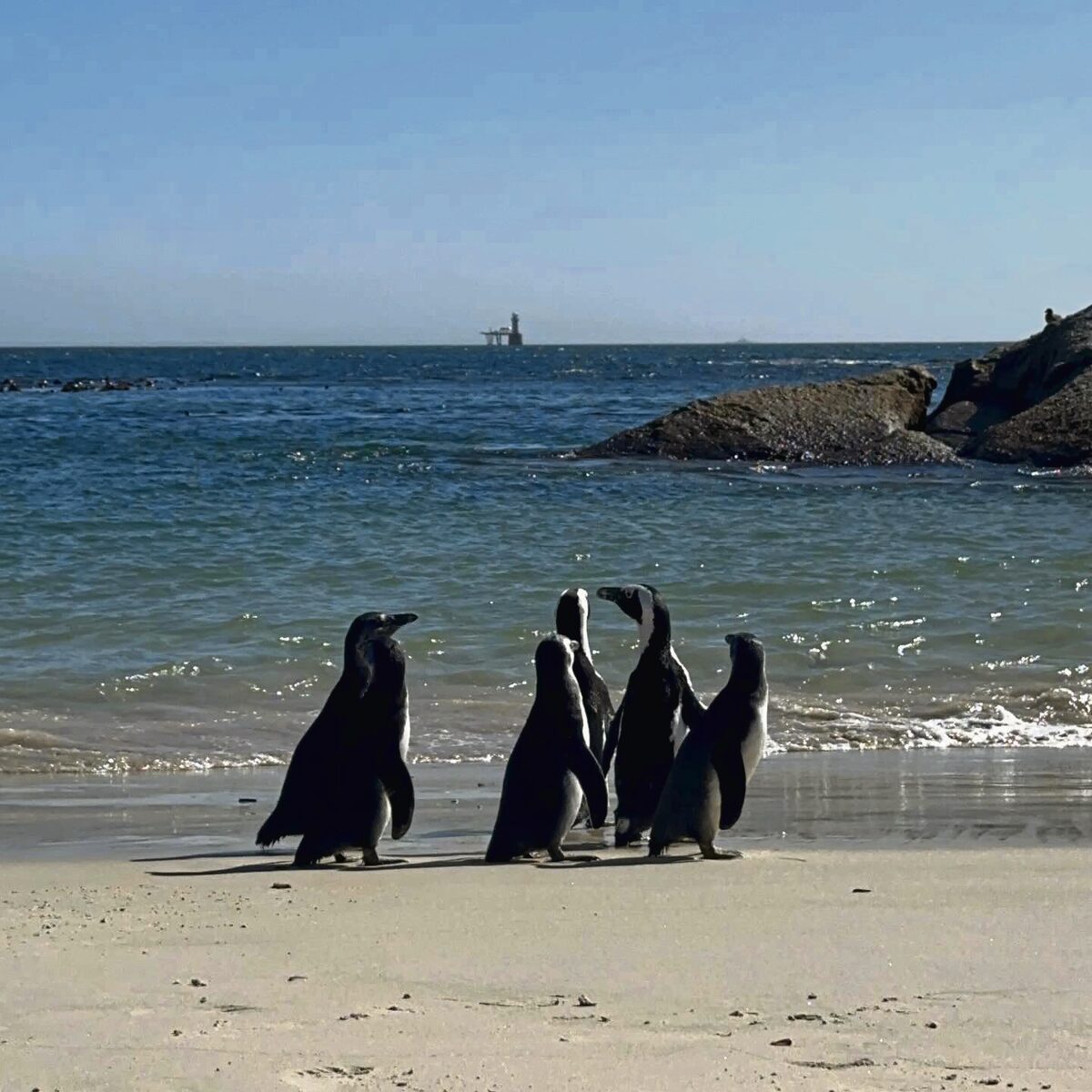 Into the wild they go! African Penguins take to the ocean after successful rehabilitation.