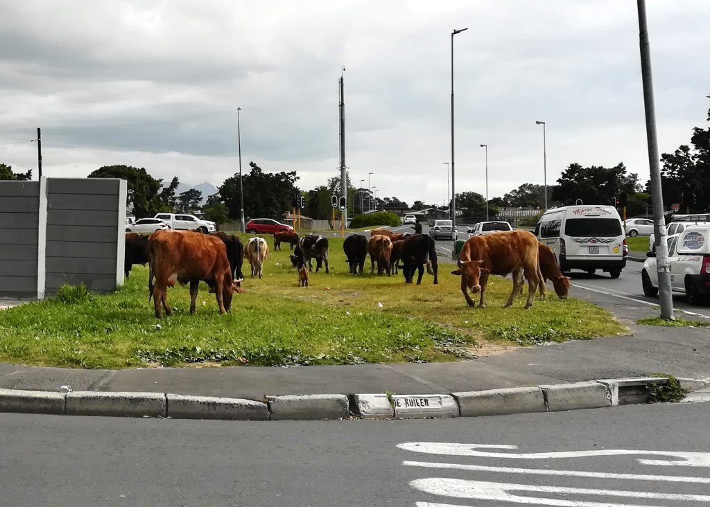 Photo of cattle and goats in Kuils River