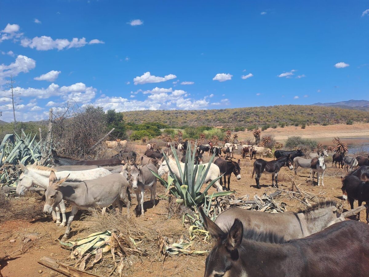 The animals are now entirely dependent on brought-in feed and water for survival.