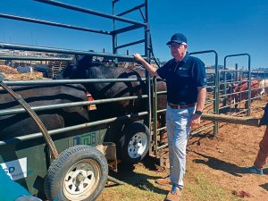 Cattle in Fisantekraal vaccinated against foot-and mouth disease