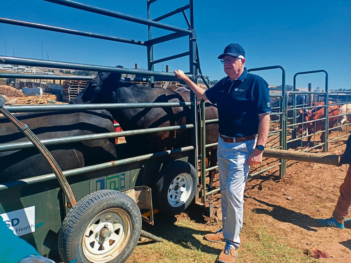 Alan Winde, Western Cape premier, takes a look at cattle that were vaccinated.