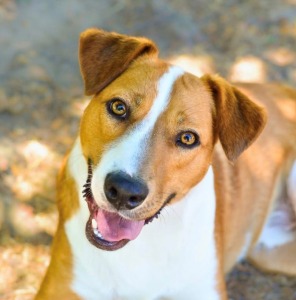 Animal clinic and shelter at full capacity calls for adoptions