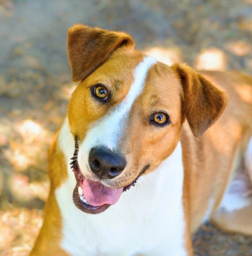 Dogs/ cats up for adoption from Mdzananda Animal Clinic and Shelter in Khayelitsha