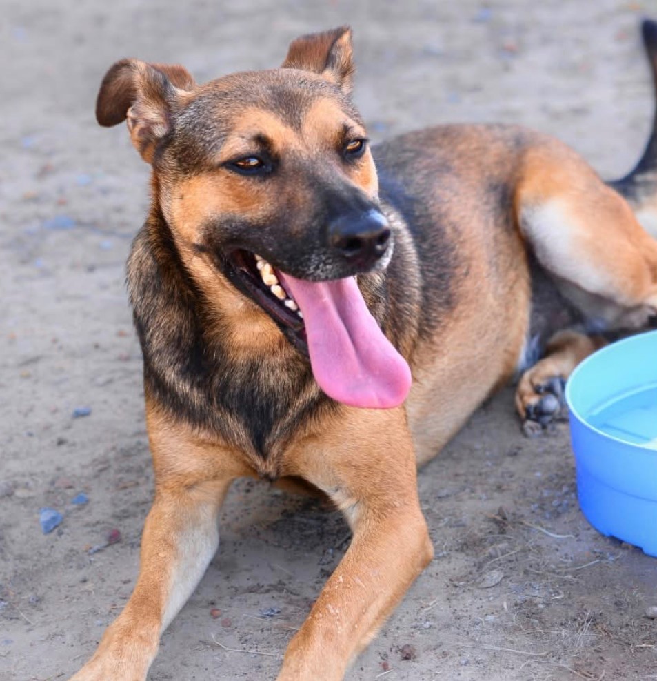 Dogs/ cats up for adoption from Mdzananda Animal Clinic and Shelter in Khayelitsha