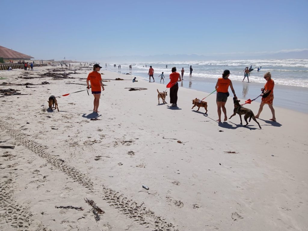 Volunteers and dogs at a previous event on Fish Hoek beach.