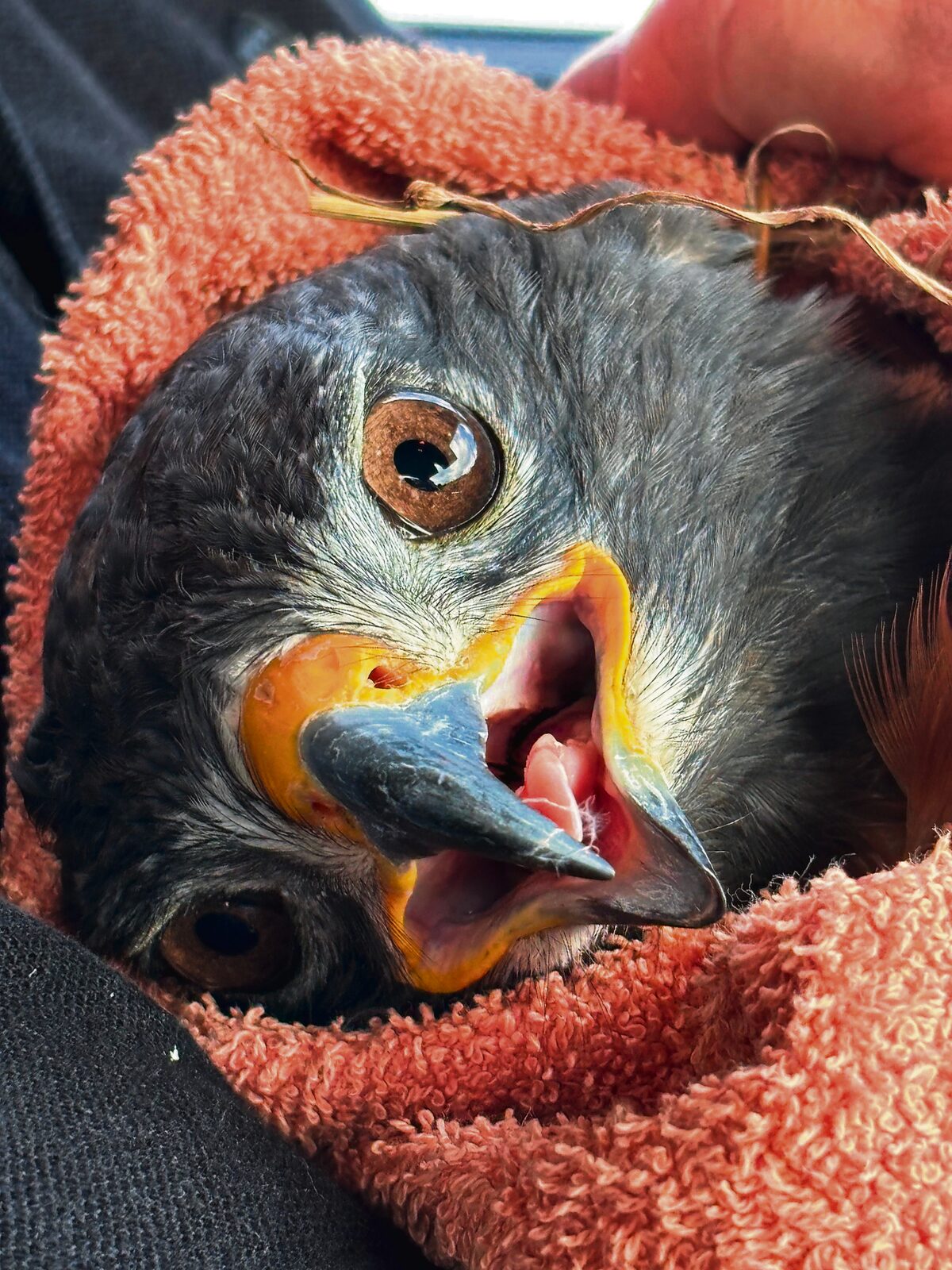 The shocked jackall buzzard was wrapped in a towel.