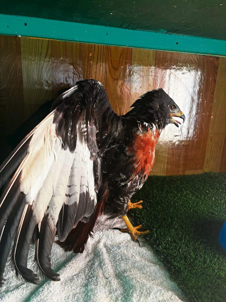 The jackal buzzard was successfully operated on.