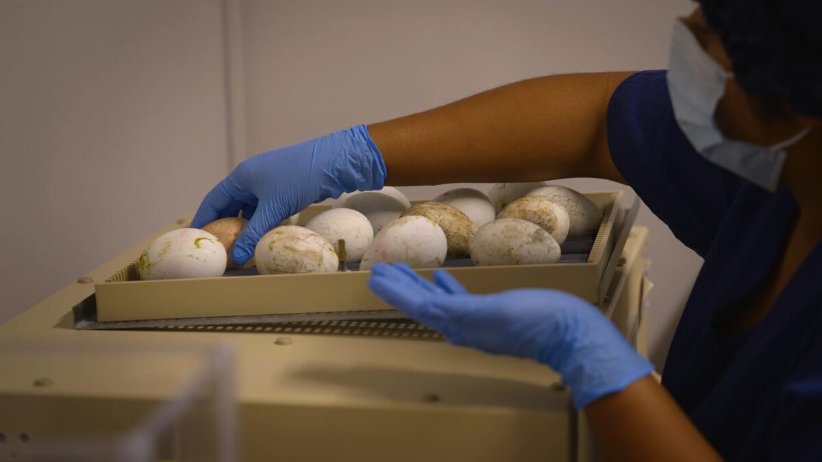 Around-the-clock care inside Sanccob’s Table View seabird nursery.