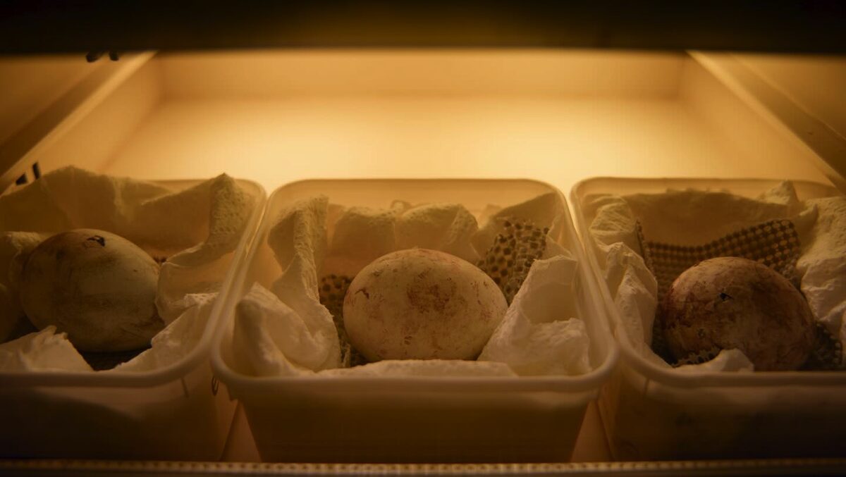 Artificial incubators help replicate the warmth of a parent penguin.