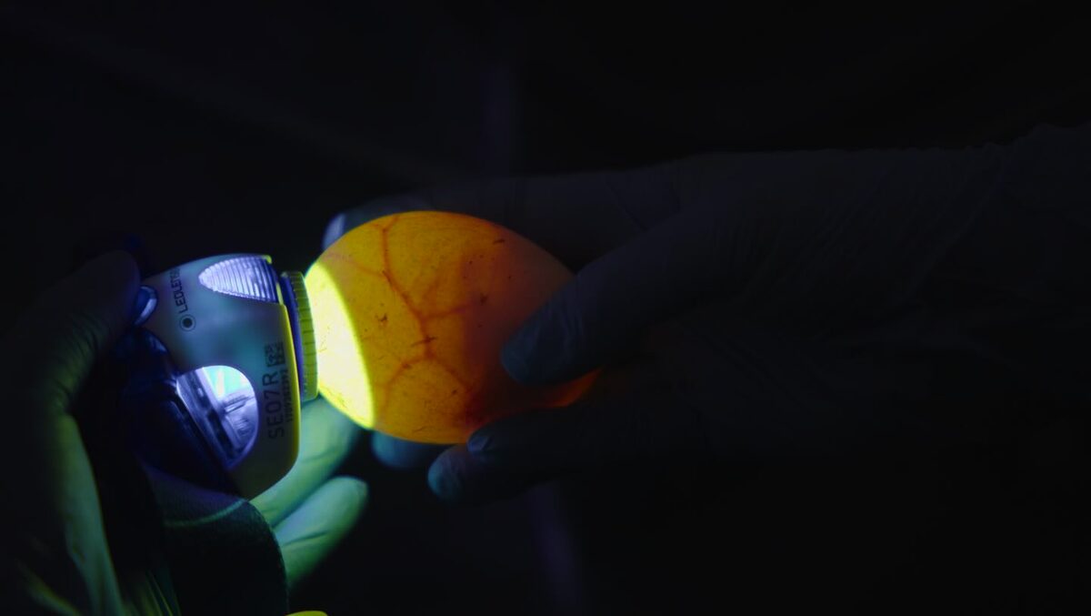 Inside the Chick Rearing Unit, survival depends on precision and patience.