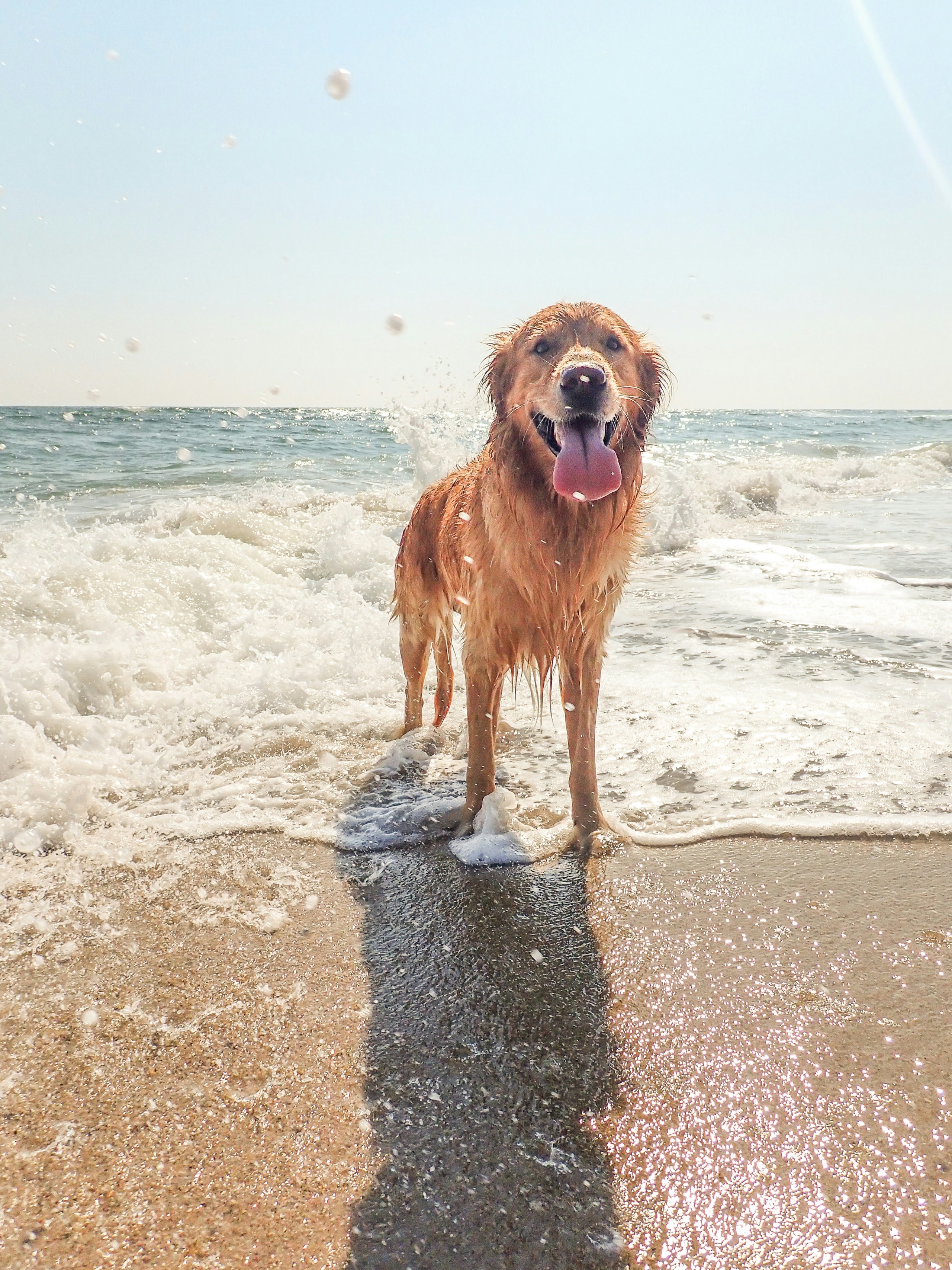 ‘Wags and Waves’ beach days to help homeless dogs find love