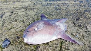 Hope turns to heartbreak after dead fish found at Milnerton Lagoon