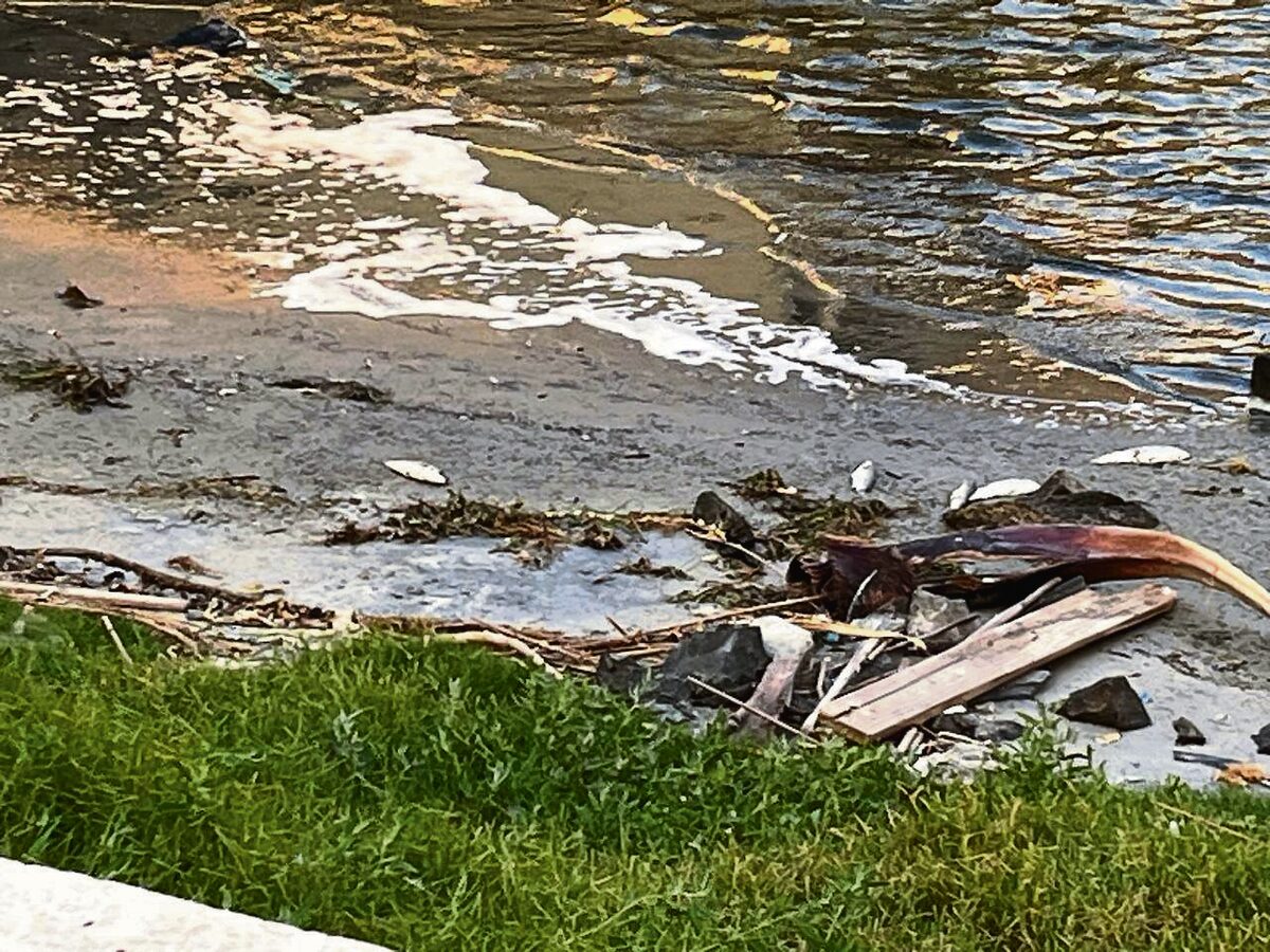 Dead fish were found in Milnerton Lagoon.