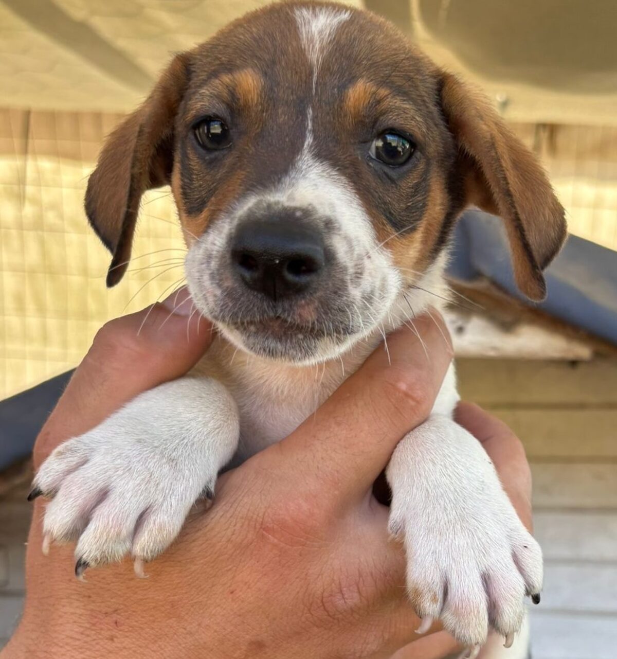 Pet adoption presented at Durbanville Craft Market