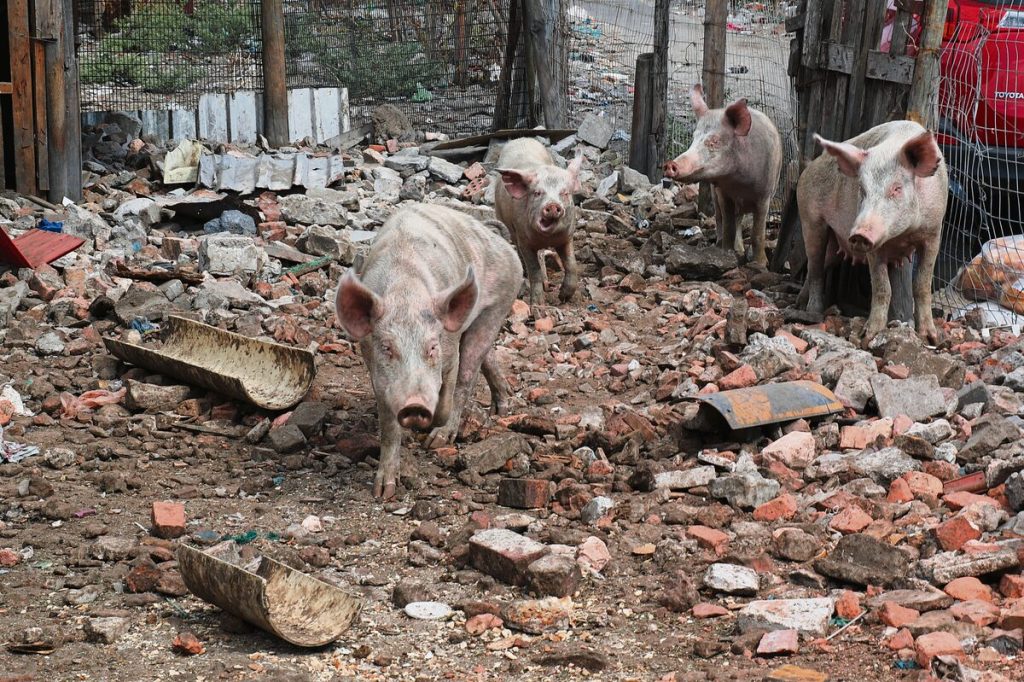 Varke wat aangehou word op grond wat onwettig beset is, leef in haglike omstandighede.