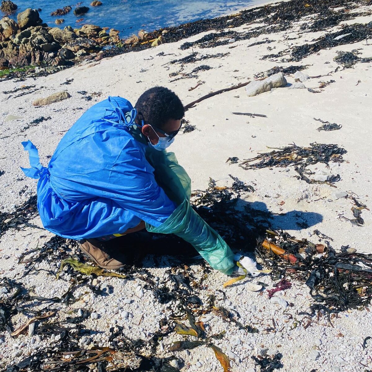 A Sanccob ranger picking up a dead bird.
