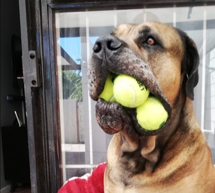 Goodwood family’s boerboel soldiers on
