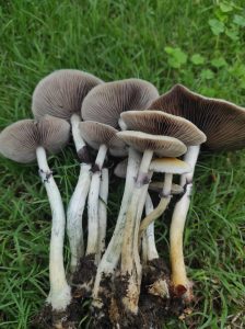 New African species confirms evolutionary origin of magic mushrooms