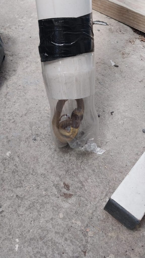 A snake is caught in a bottle in residential property in Strandfontein