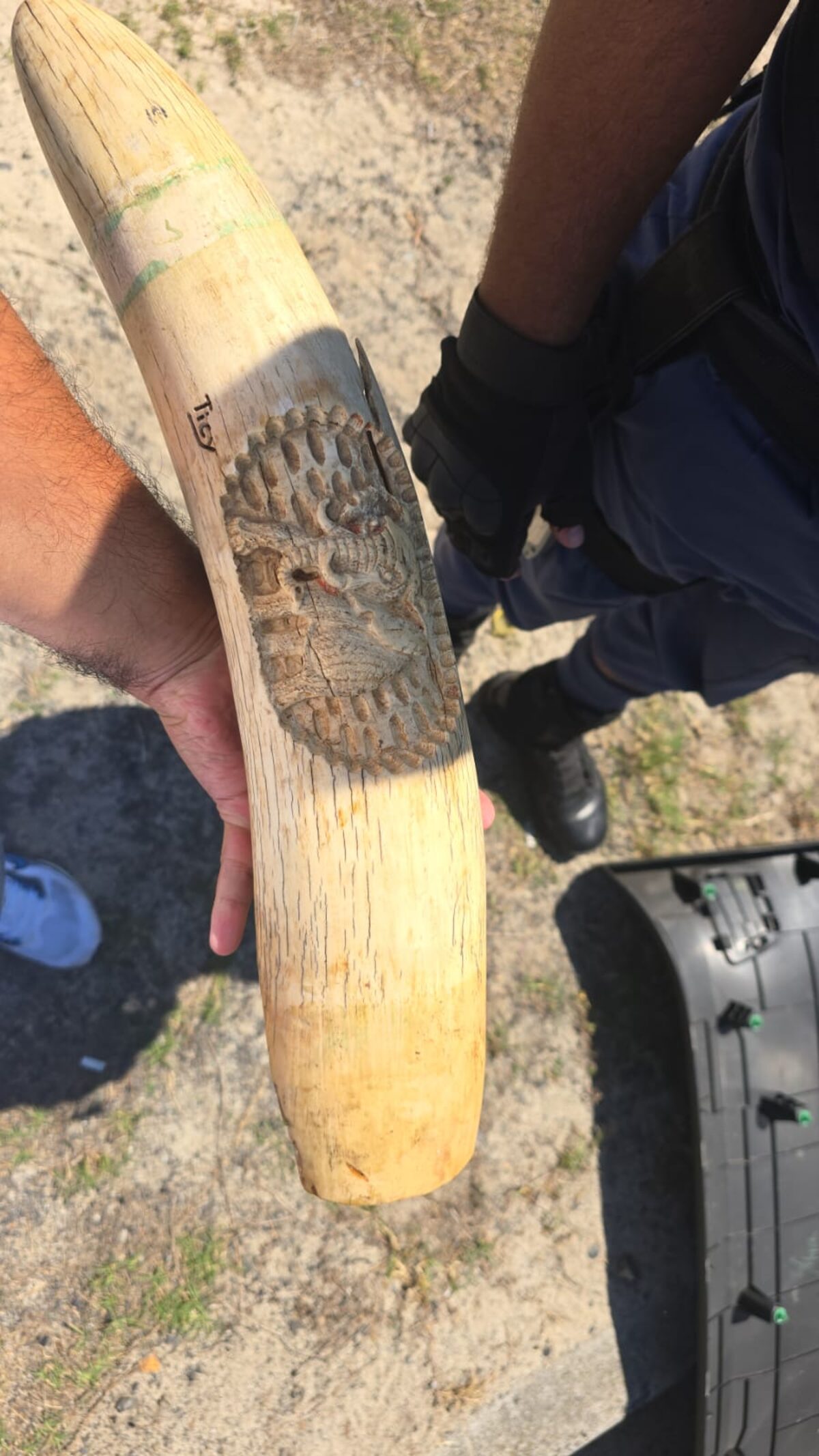 An elephant tusk was among the items found in the vehicle.
