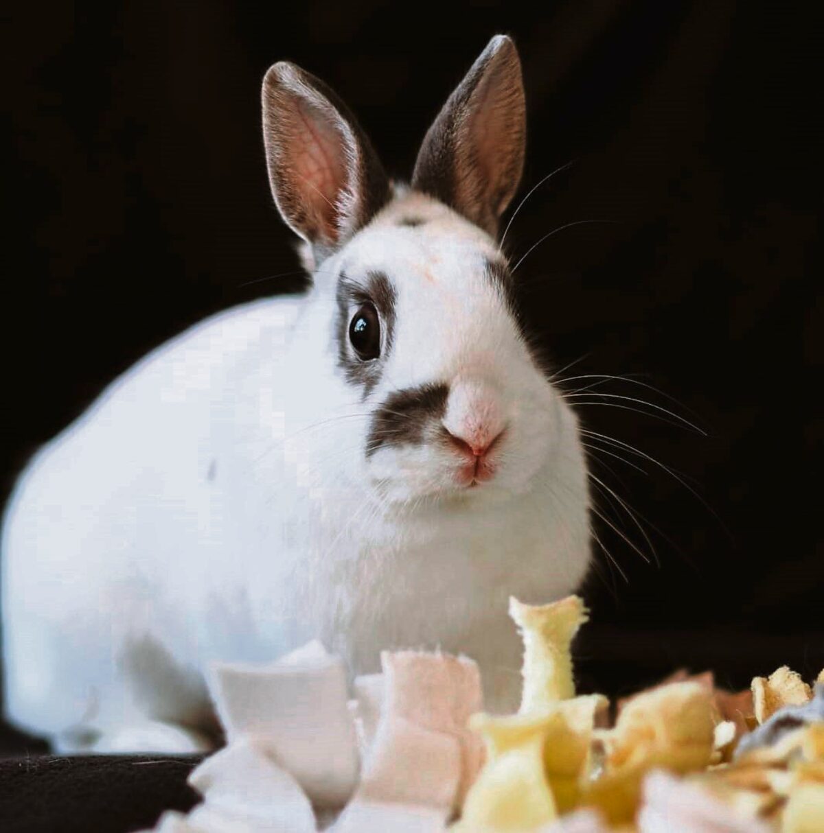 No more Easter bunny, warns bunny lover from Durbanville