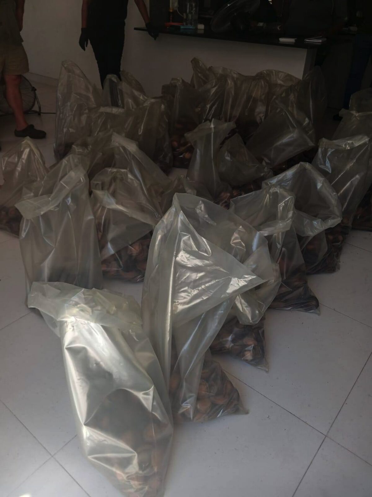 Police discovered 3 699 units of abalone.