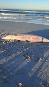 Beaked whale washes ashore at Eerste Steen, sparking surprise among beachgoers