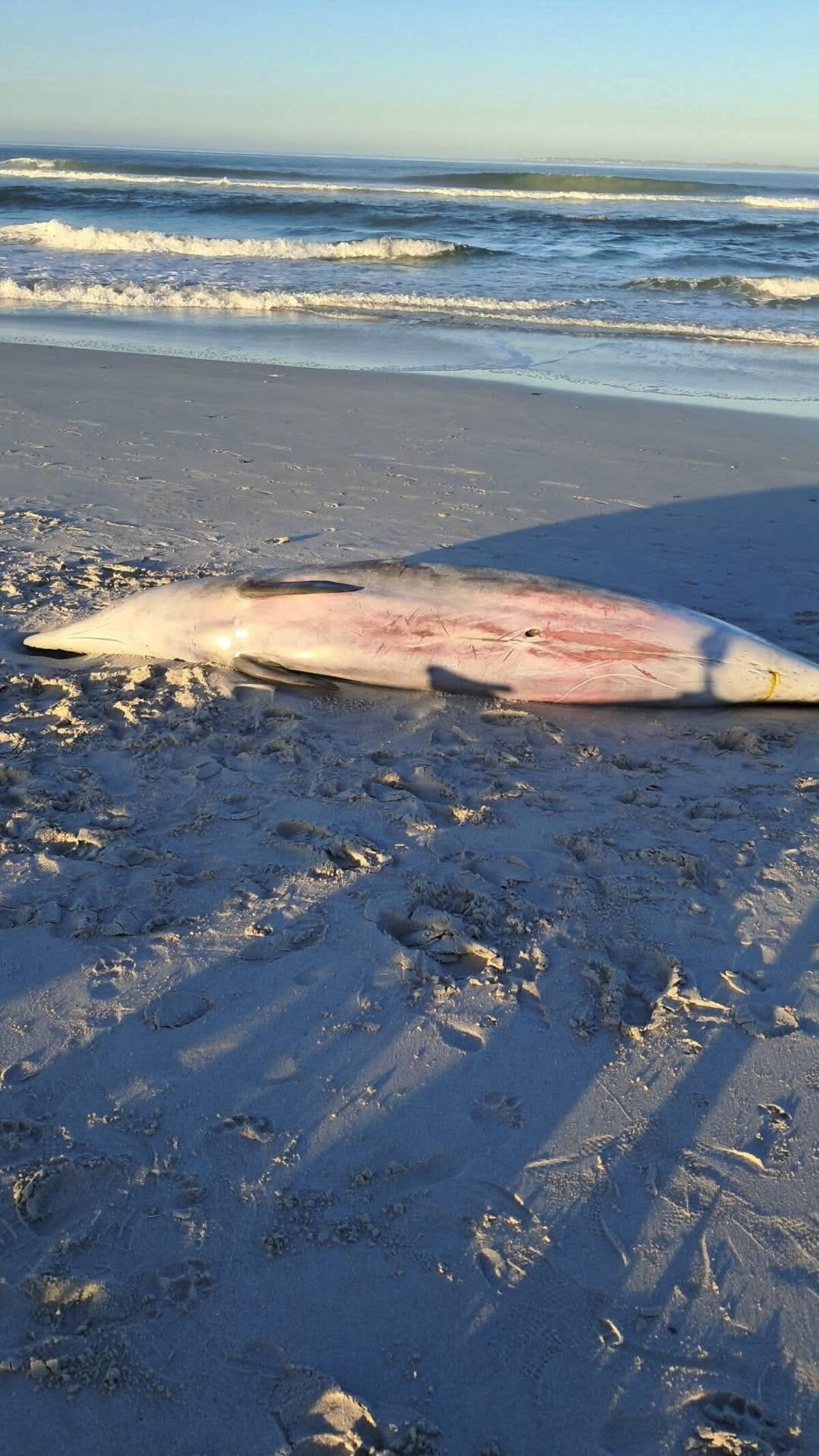 The carcass of a beaked whale lies on Eerste Steen beach after being discovered on Sunday.