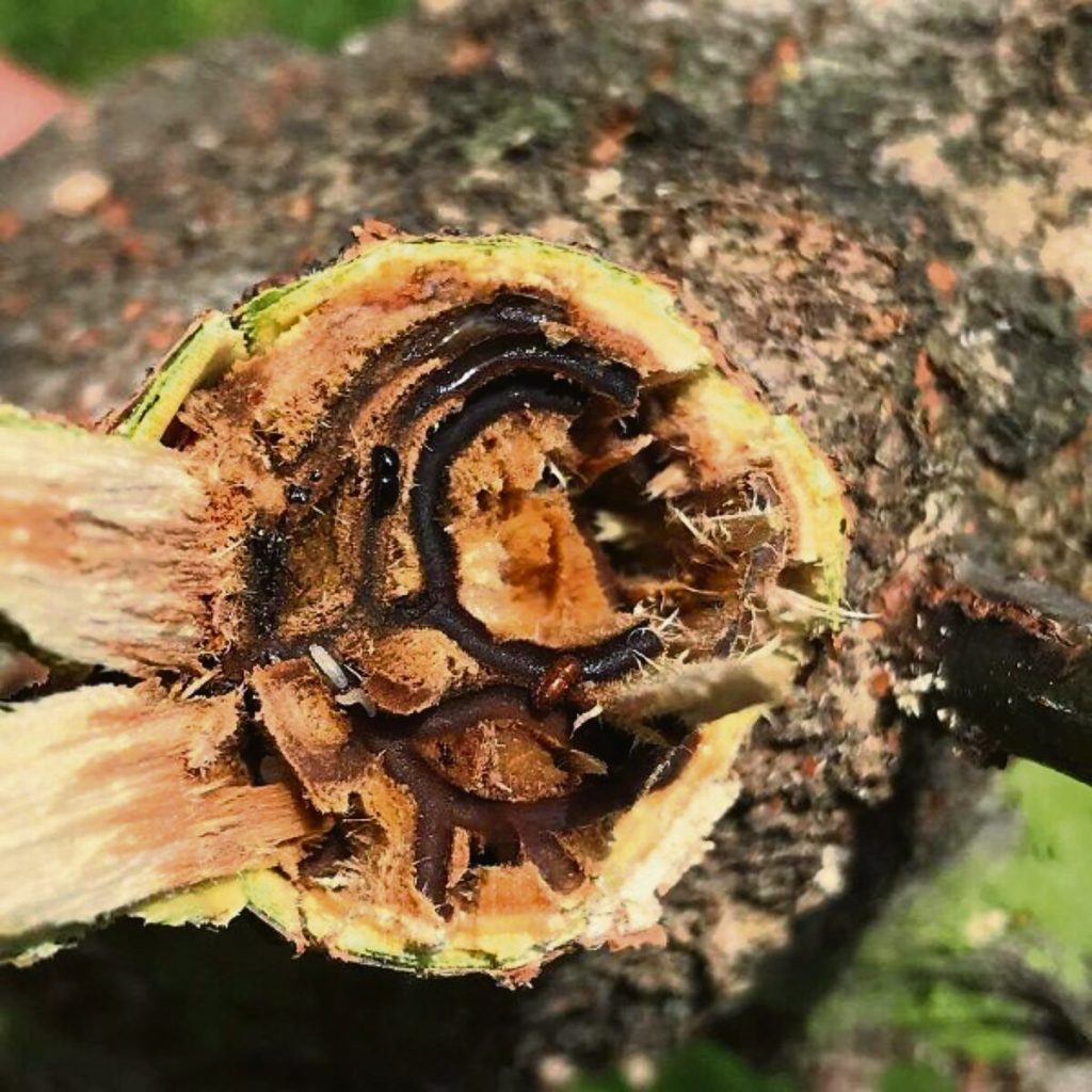 Branch break-offs reveal webs of galleries filled with black fungus.