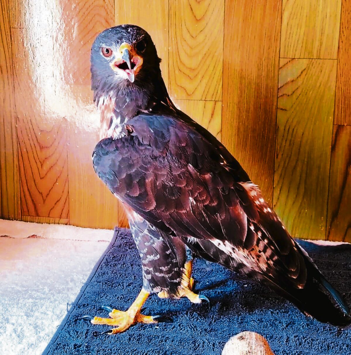 Jackal Buzzard recovers after pin removed from broken wing