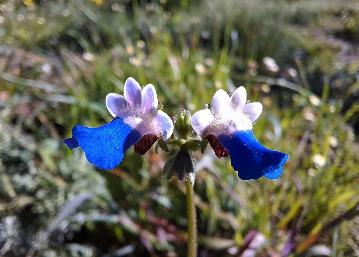 The Table Bay Nature Reserve in Milnerton is home to important indigenous flora and birdlife.