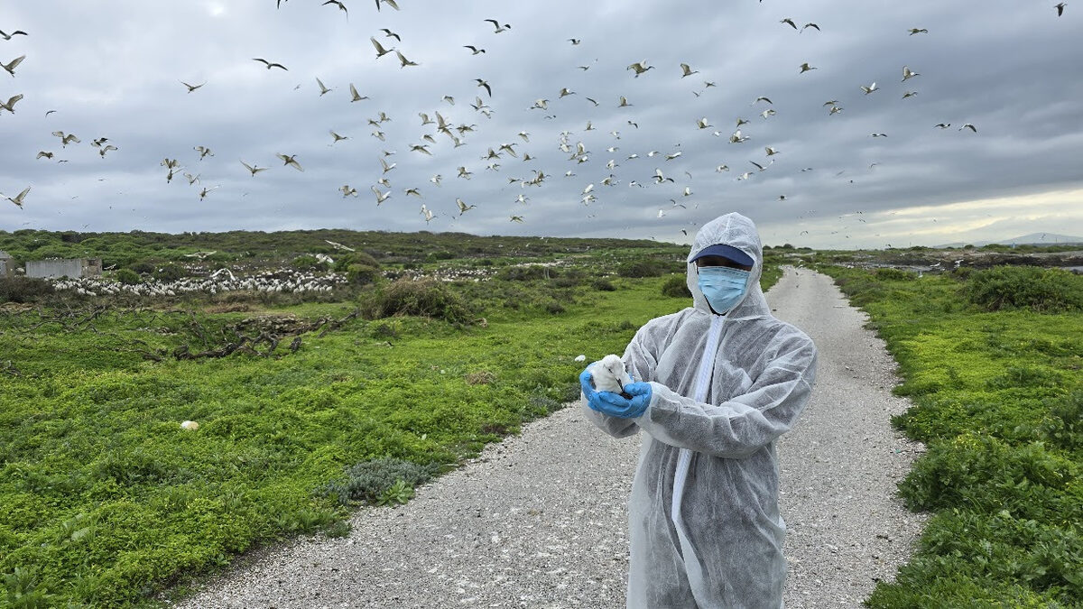 Rangers step in as Bird Flu hits Melkbosstrand Soutrivier mouth