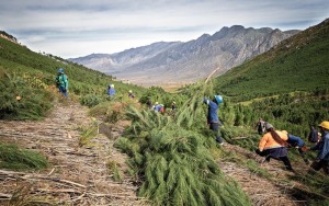 Removing alien vegetation saves City copious amounts of water